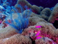   cplourful example beauty reefs Solomon islands crinoid anthias  